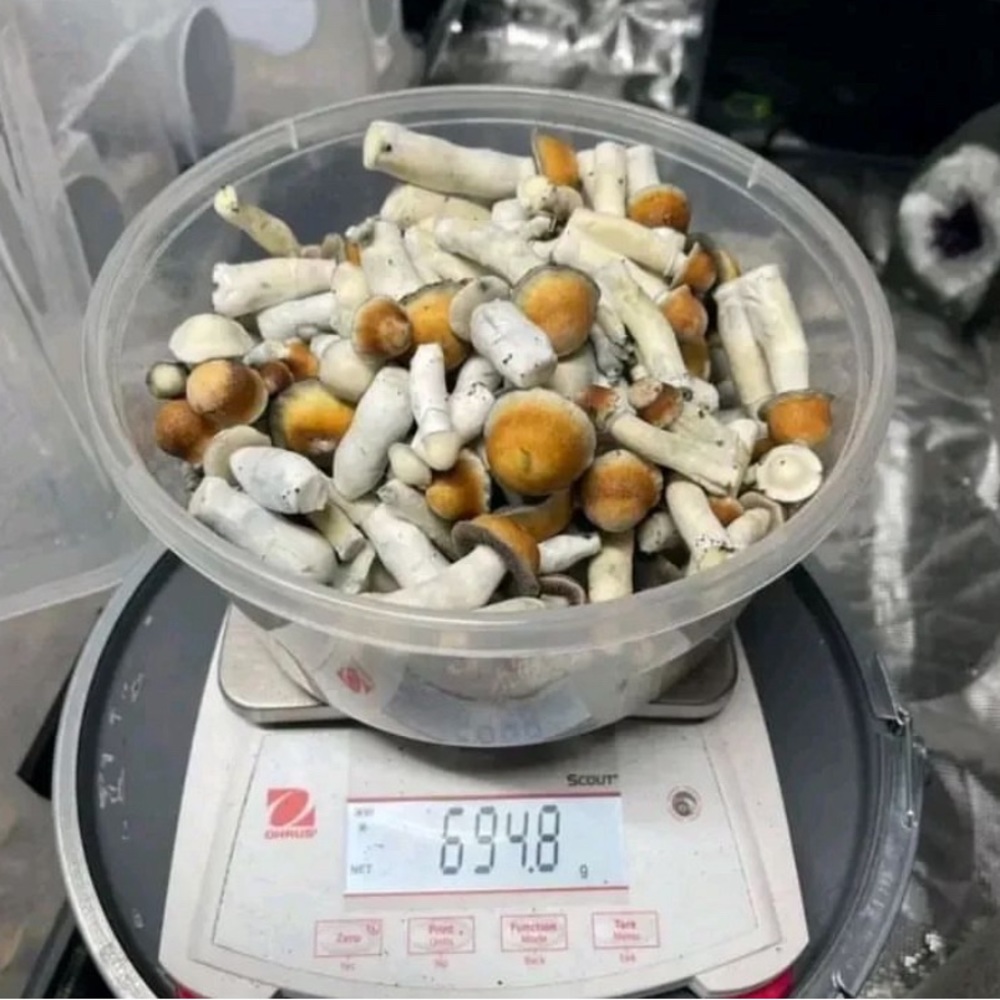 Mushroom/dmt/lsd/growingkits available at marve_healz on *ig*